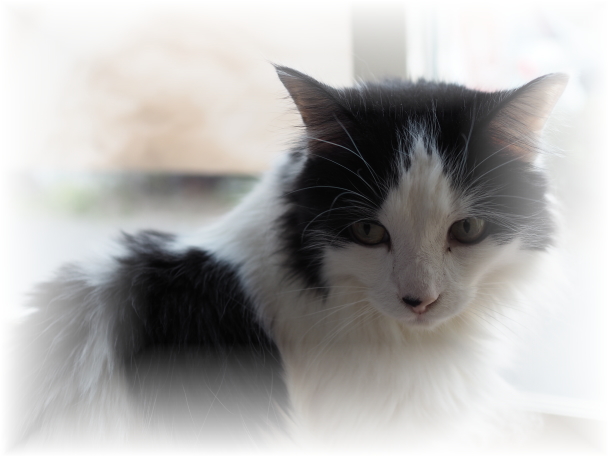 そこまでやっても、消えない匂いの車の場合・・・