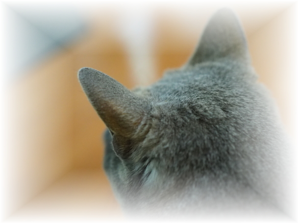 �B���Ă���y�b�g�L����������