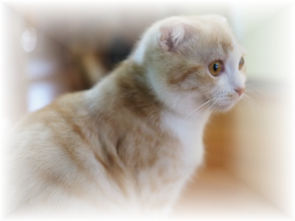 ����ł������Ȃ��y�b�g�̓����ɁA���́E�E�E